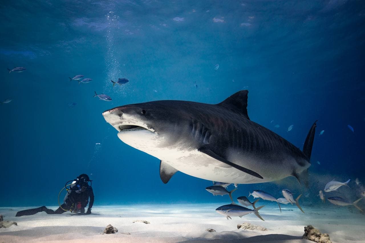 Tiger Shark Revelation